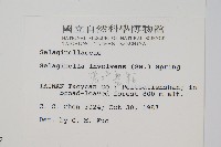 密葉卷柏藏品圖，第2張