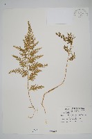 密葉卷柏藏品圖，第1張