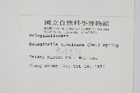 密葉卷柏藏品圖，第2張