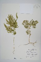 異葉卷柏藏品圖，第1張