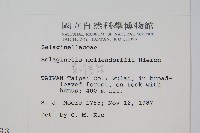 異葉卷柏藏品圖，第2張