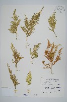 異葉卷柏藏品圖，第1張