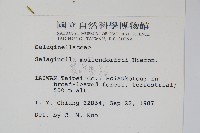 異葉卷柏藏品圖，第2張