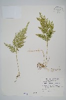 異葉卷柏藏品圖，第1張