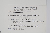 異葉卷柏藏品圖，第2張