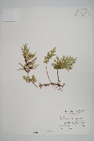 擬密葉卷柏藏品圖，第1張