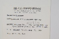 擬密葉卷柏藏品圖，第2張