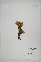 萬年松藏品圖，第1張