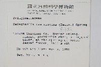 萬年松藏品圖，第2張