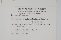 異葉卷柏藏品圖，第2張