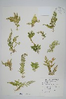 異葉卷柏藏品圖，第1張