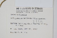 異葉卷柏藏品圖，第2張