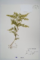 全緣卷柏藏品圖，第1張