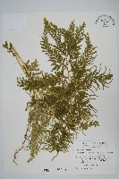 全緣卷柏藏品圖，第1張