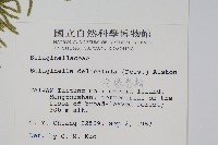 全緣卷柏藏品圖，第2張