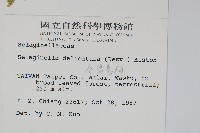 全緣卷柏藏品圖，第2張