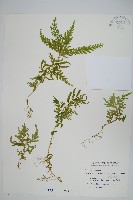 全緣卷柏藏品圖，第1張