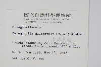 全緣卷柏藏品圖，第2張