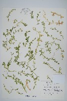 疏葉卷柏藏品圖，第1張