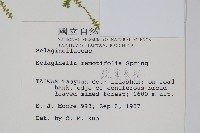 疏葉卷柏藏品圖，第2張