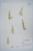 高雄卷柏藏品圖，第1張