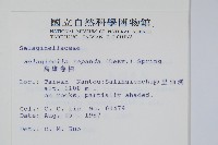 高雄卷柏藏品圖，第2張