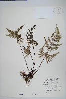 深山粉背蕨藏品圖，第1張