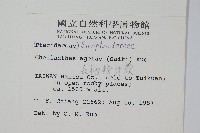 深山粉背蕨藏品圖，第2張