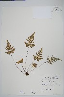 深山粉背蕨藏品圖，第1張