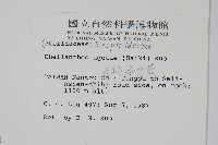 深山粉背蕨藏品圖，第2張