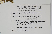 深山粉背蕨藏品圖，第2張