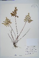 長柄粉背蕨藏品圖，第1張