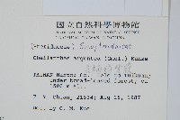 長柄粉背蕨藏品圖，第2張