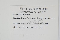 深山粉背蕨藏品圖，第2張