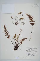 深山粉背蕨藏品圖，第1張