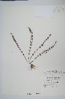 細葉碎米蕨藏品圖，第1張