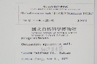 細葉碎米蕨藏品圖，第2張