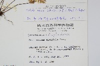 亨氏擬旱蕨藏品圖，第2張