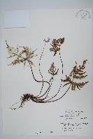 擬長柄粉背蕨藏品圖，第1張