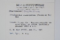 擬長柄粉背蕨藏品圖，第2張