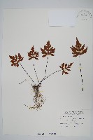 黑心蕨藏品圖，第1張