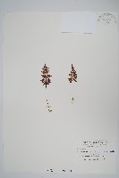 亨氏擬旱蕨藏品圖，第1張