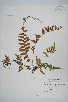 星毛蕨藏品圖，第1張