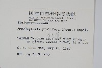 星毛蕨藏品圖，第2張