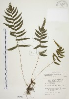 毛蕨藏品圖，第1張