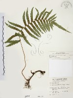毛蕨藏品圖，第1張