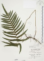 毛蕨藏品圖，第1張