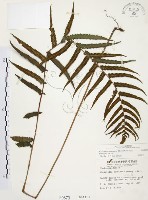 毛蕨藏品圖，第1張