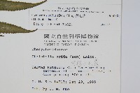 擬毛蕨藏品圖，第2張