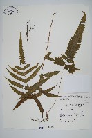 突尖小毛蕨藏品圖，第1張